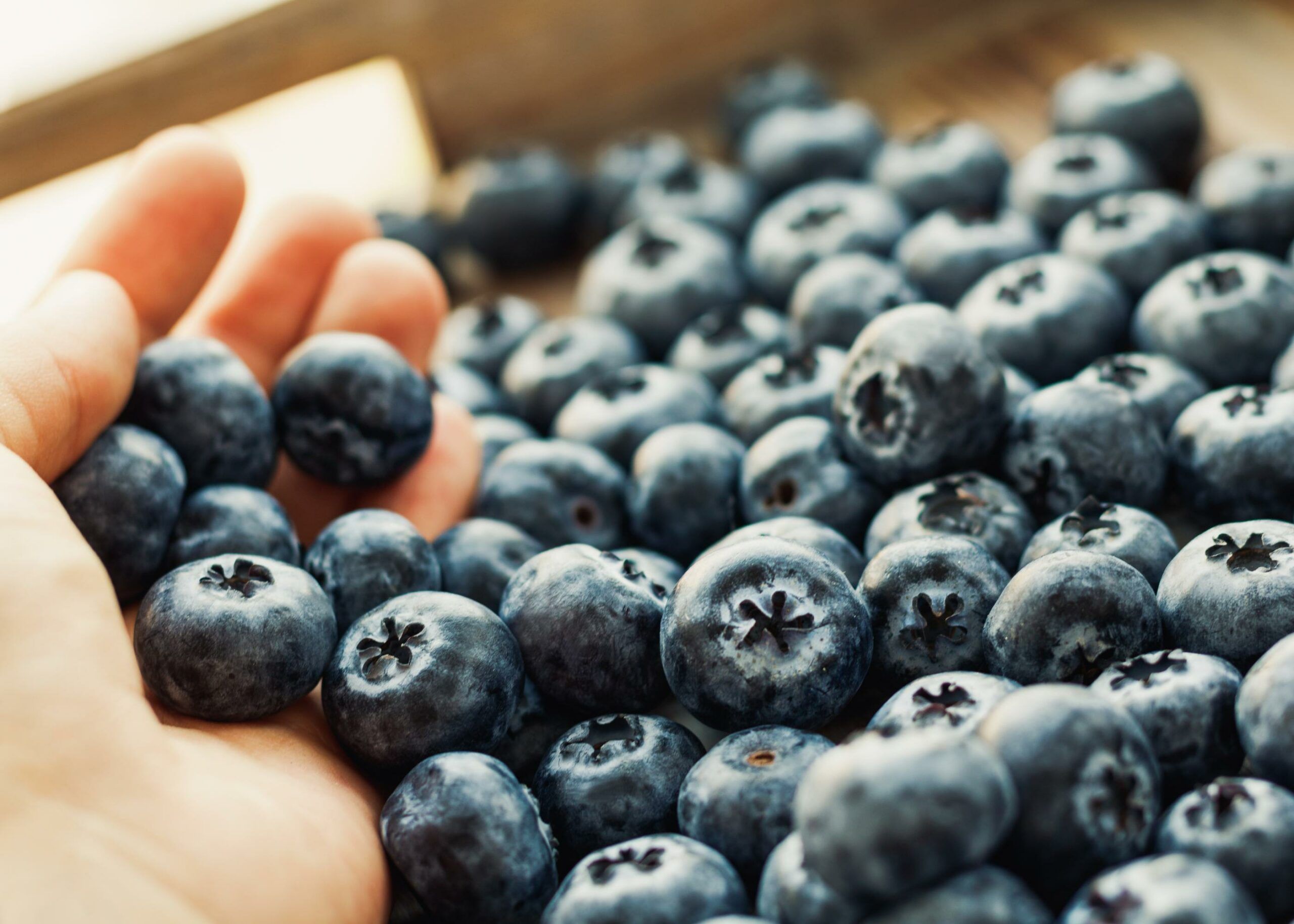 blueberries optipallet