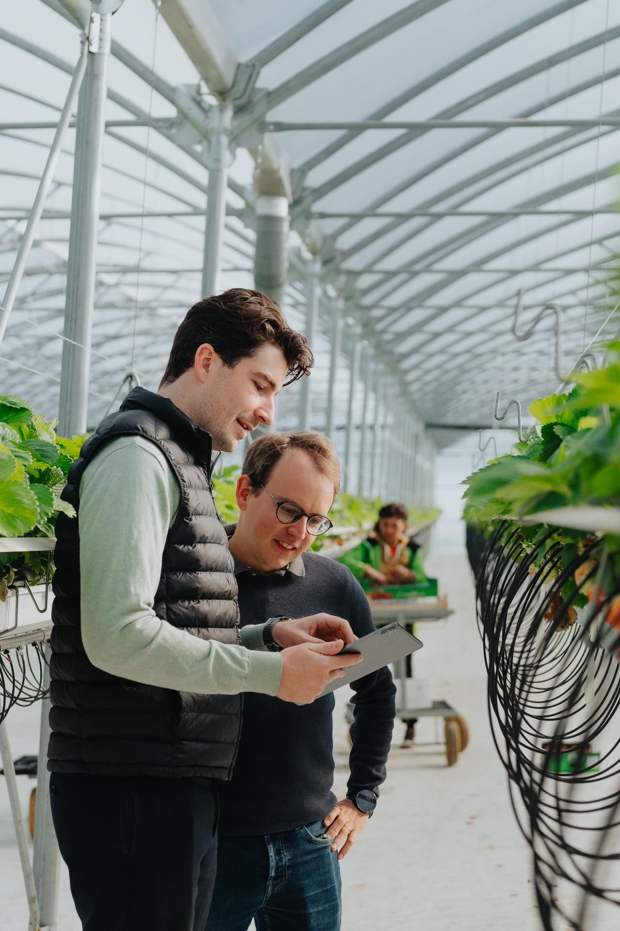 Krijg Een Helder Beeld Van Je Fruitkwaliteit Met De App Van Optiflux