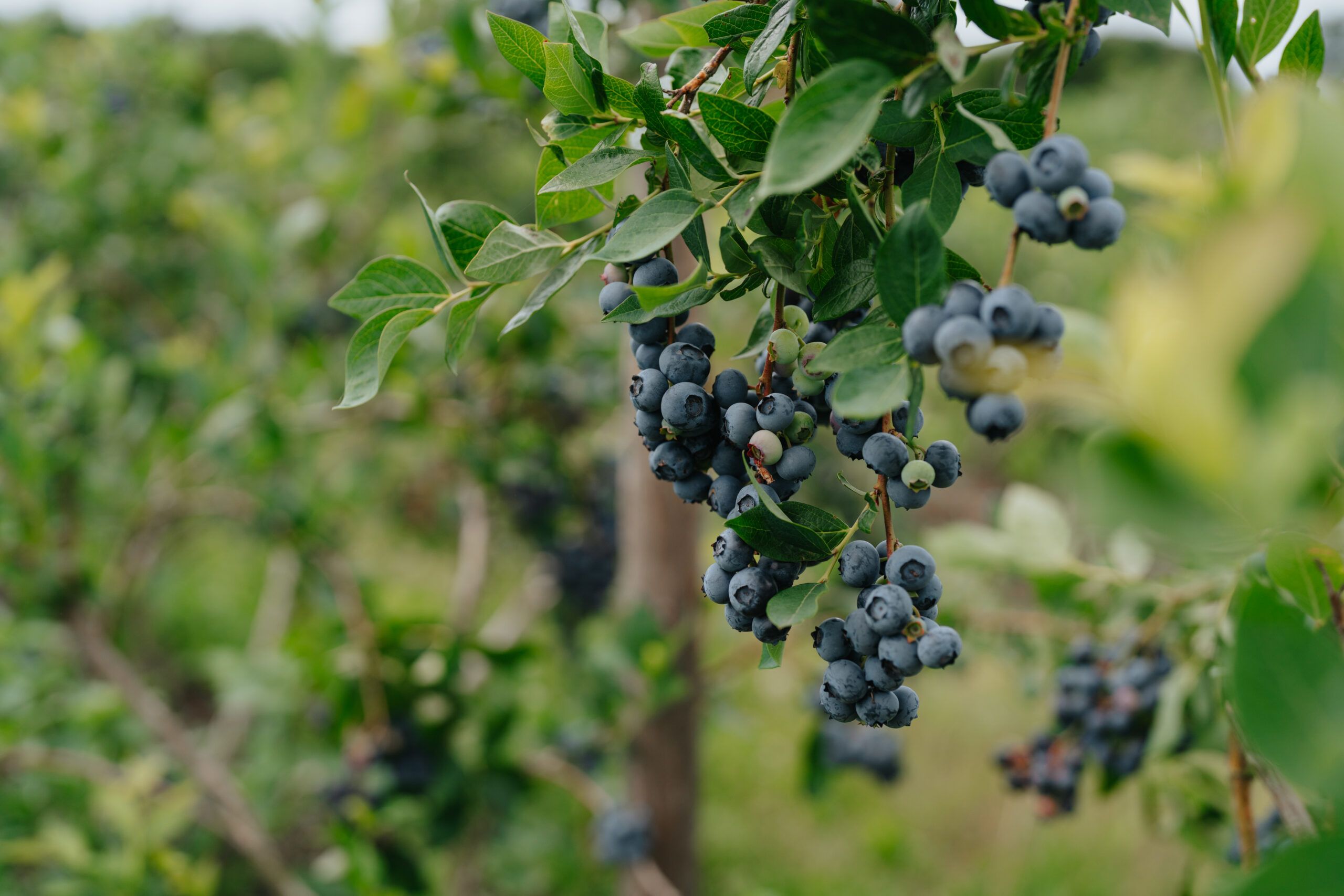 Blauwe bessen in het veld
